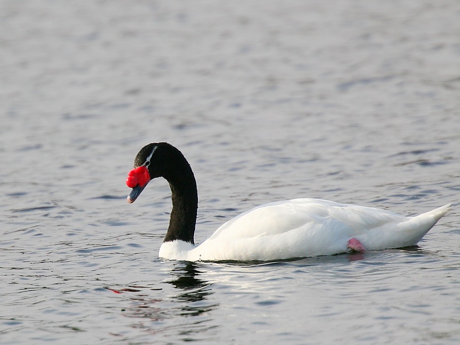 Black-necked Swan - ML617709532