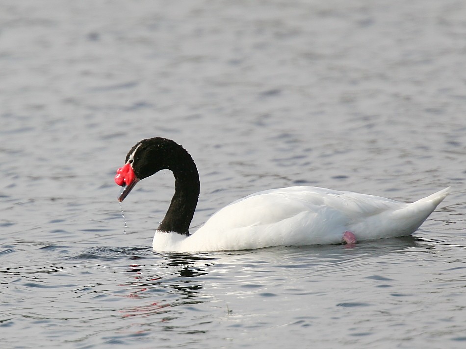 Black-necked Swan - ML617709533