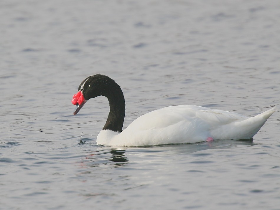 Black-necked Swan - ML617709534