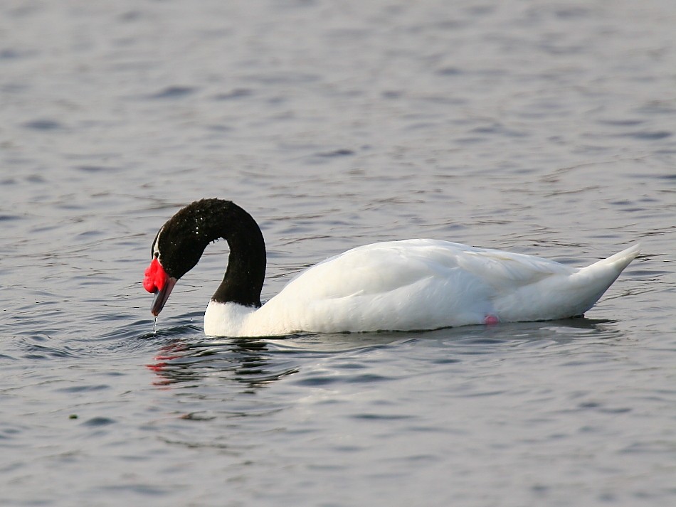 Black-necked Swan - ML617709536