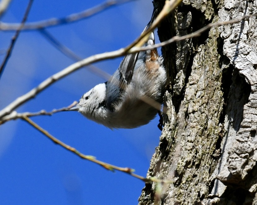White-breasted Nuthatch - ML617709565