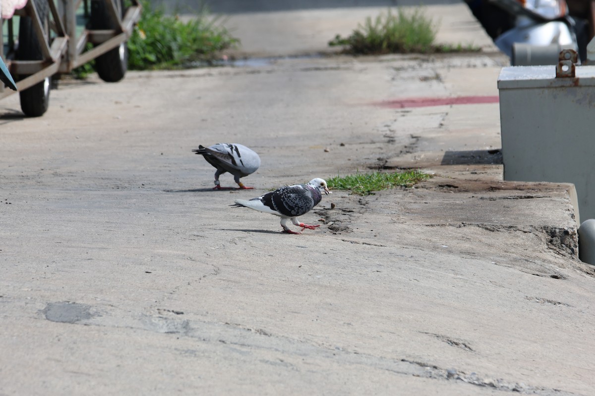 Rock Pigeon (Feral Pigeon) - ML617709654