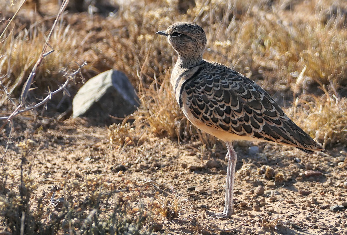 Double-banded Courser - ML617709658