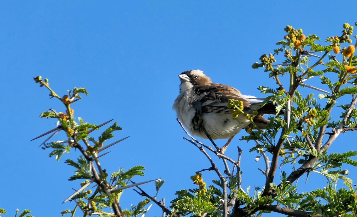 White-browed Sparrow-Weaver - ML617709686