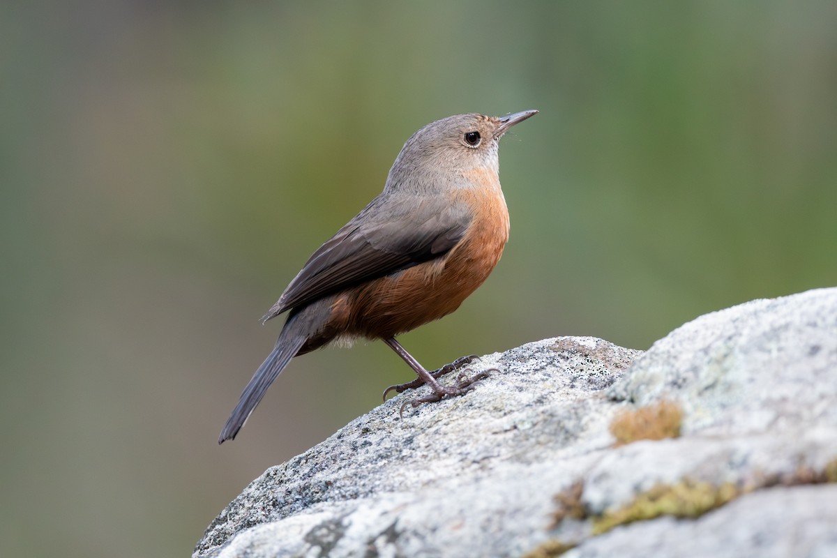 eBird Checklist 21 Apr 2024 Dharawal National ParkVictoria Road