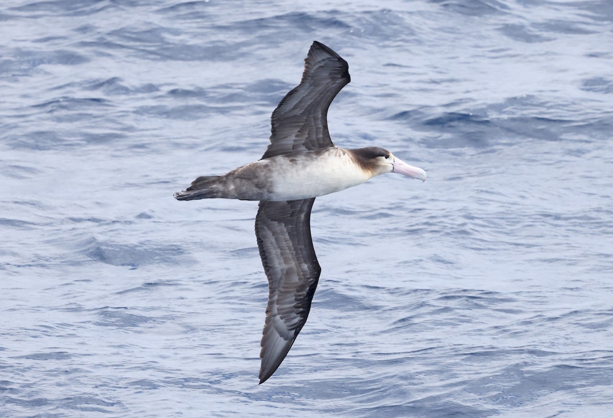 Short-tailed Albatross - ML617709746