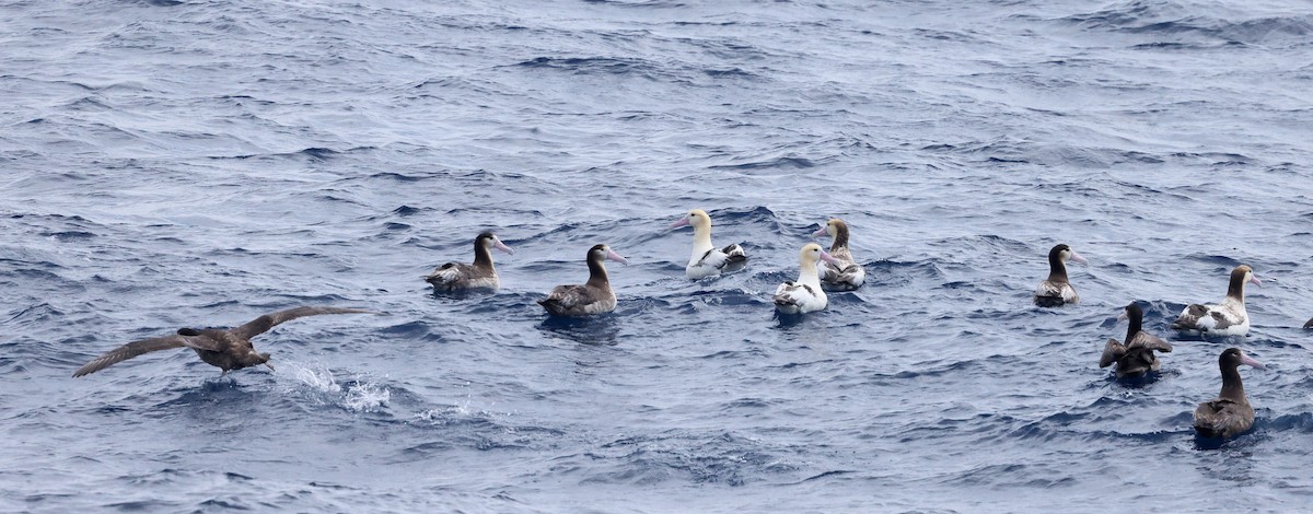 Short-tailed Albatross - ML617709747