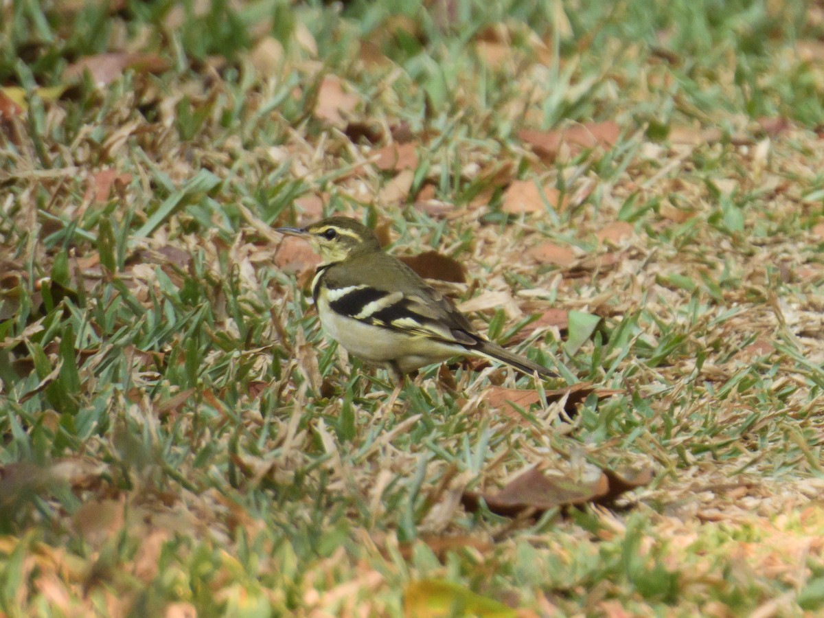 Forest Wagtail - ML617709765