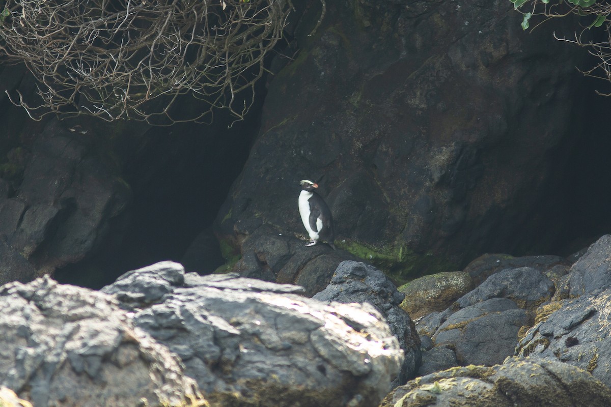 Fiordland Penguin - ML617709781