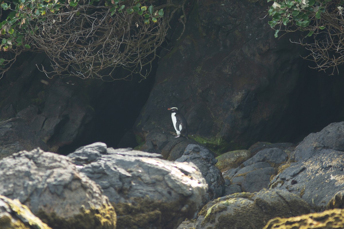 Fiordland Penguin - ML617709782