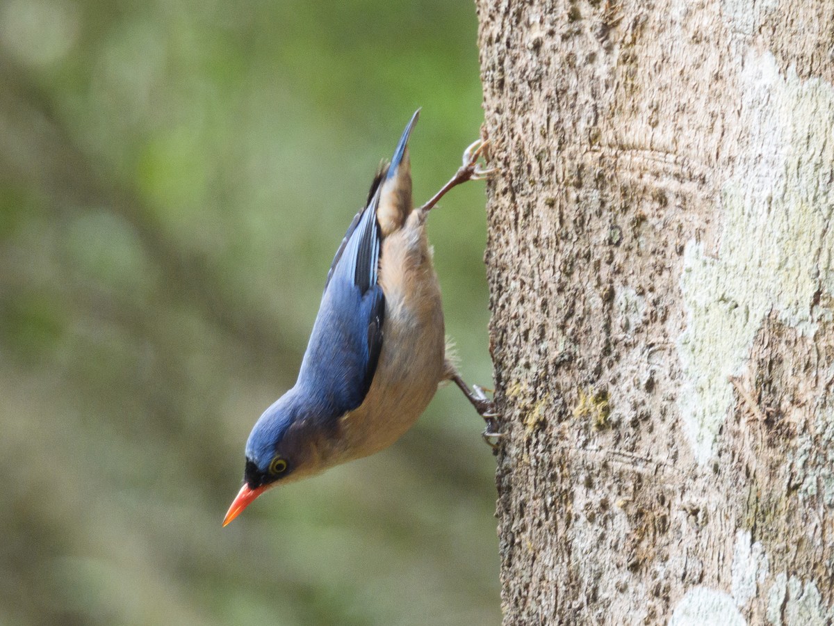 Velvet-fronted Nuthatch - ML617709796