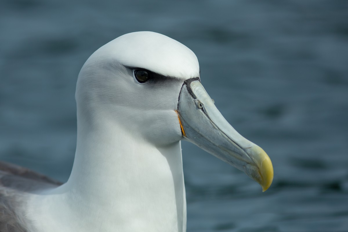 White-capped Albatross - ML617709831