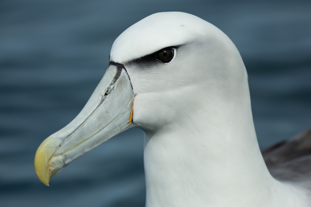 White-capped Albatross - ML617709832