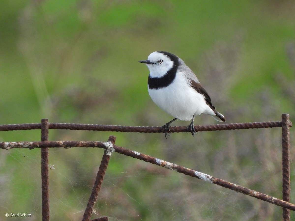 White-fronted Chat - Brad White