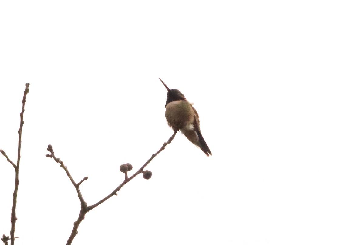Ruby-throated Hummingbird - ML617709879