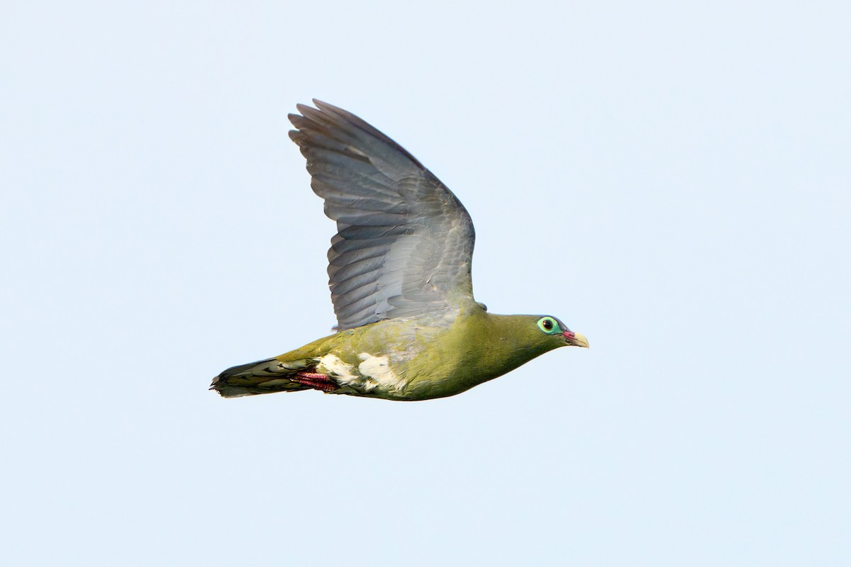 Thick-billed Green-Pigeon - ML617709992