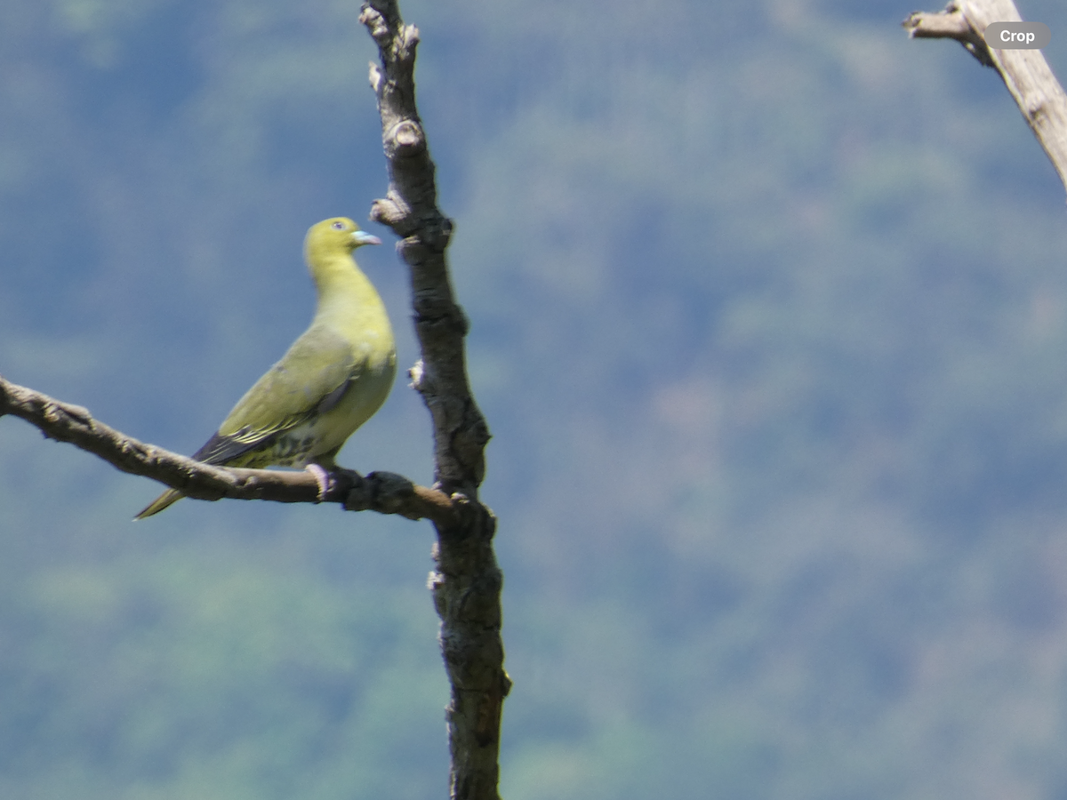 White-bellied Green-Pigeon - ML617710043