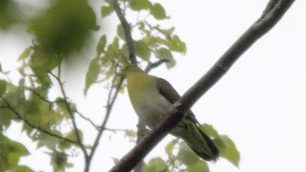 White-bellied Green-Pigeon - ML617710058