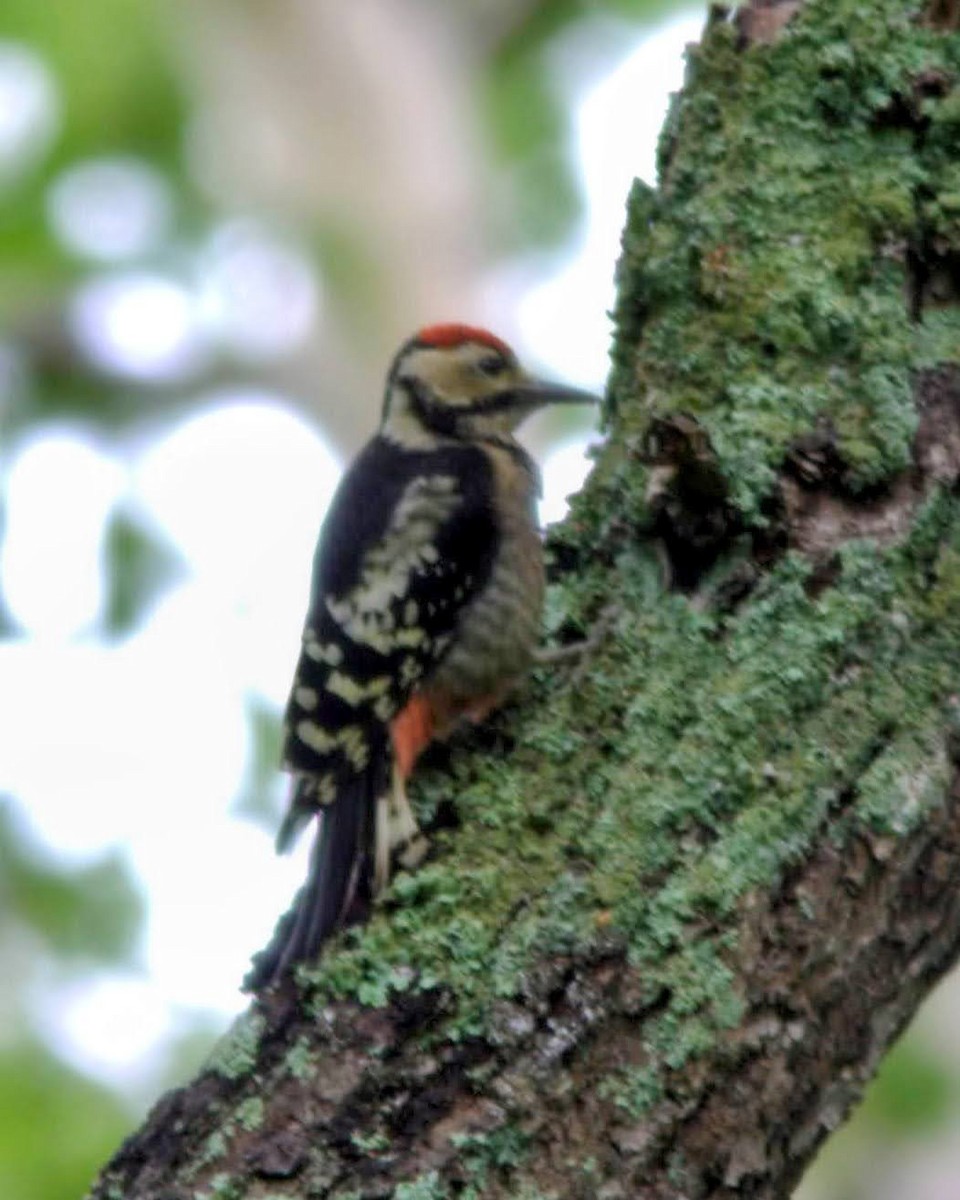 Great Spotted Woodpecker - ML617710065