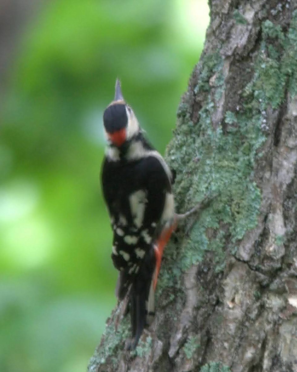 Great Spotted Woodpecker - ML617710066