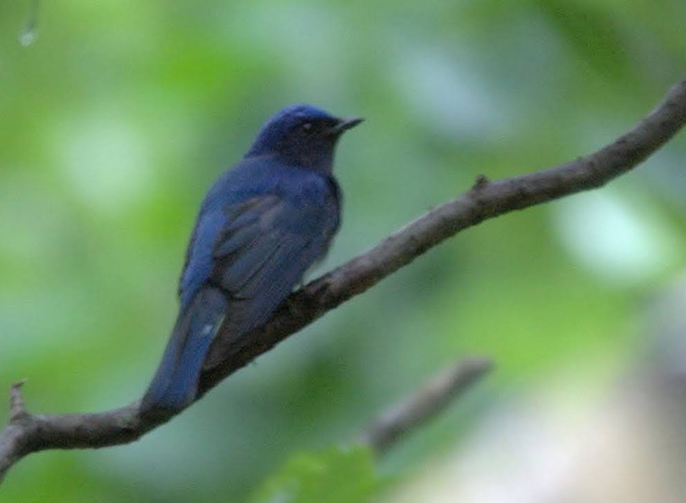 Blue-and-white Flycatcher - ML617710081