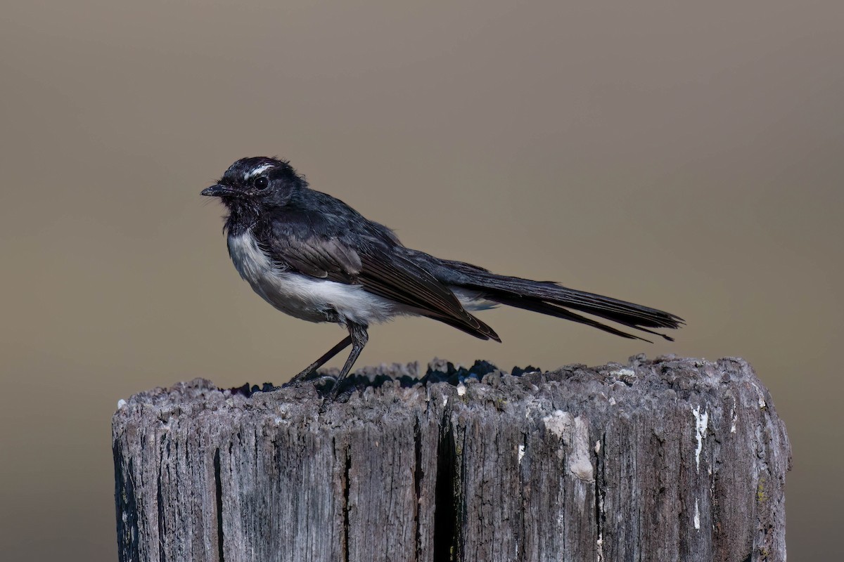 Willie-wagtail - ML617710115