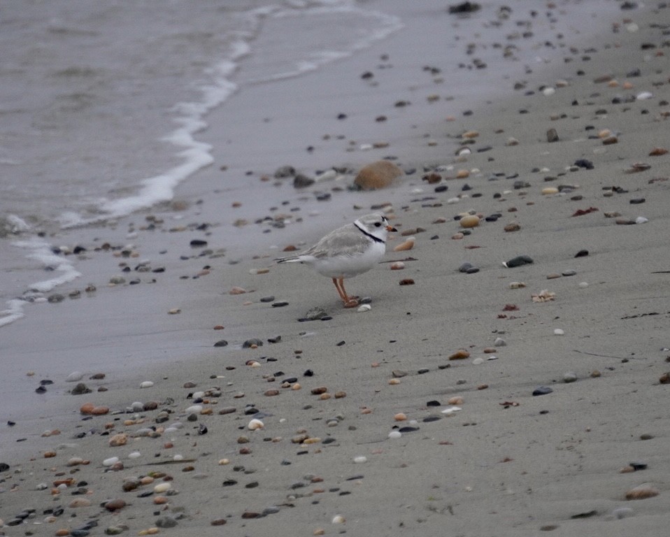 Piping Plover - ML617710163