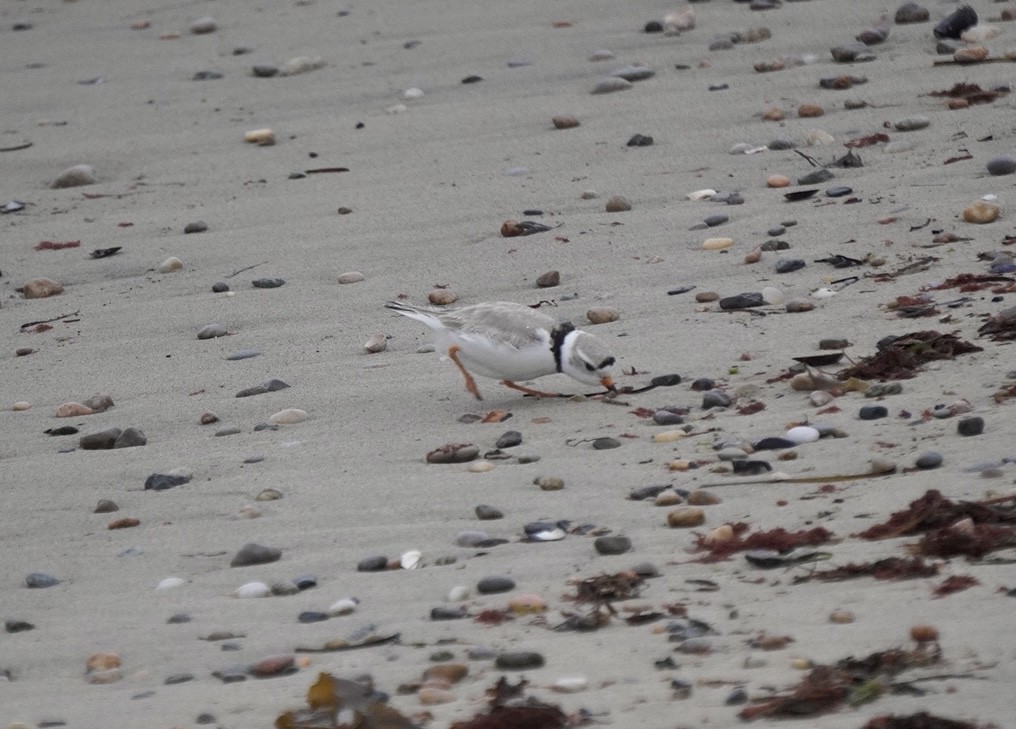 Piping Plover - ML617710166
