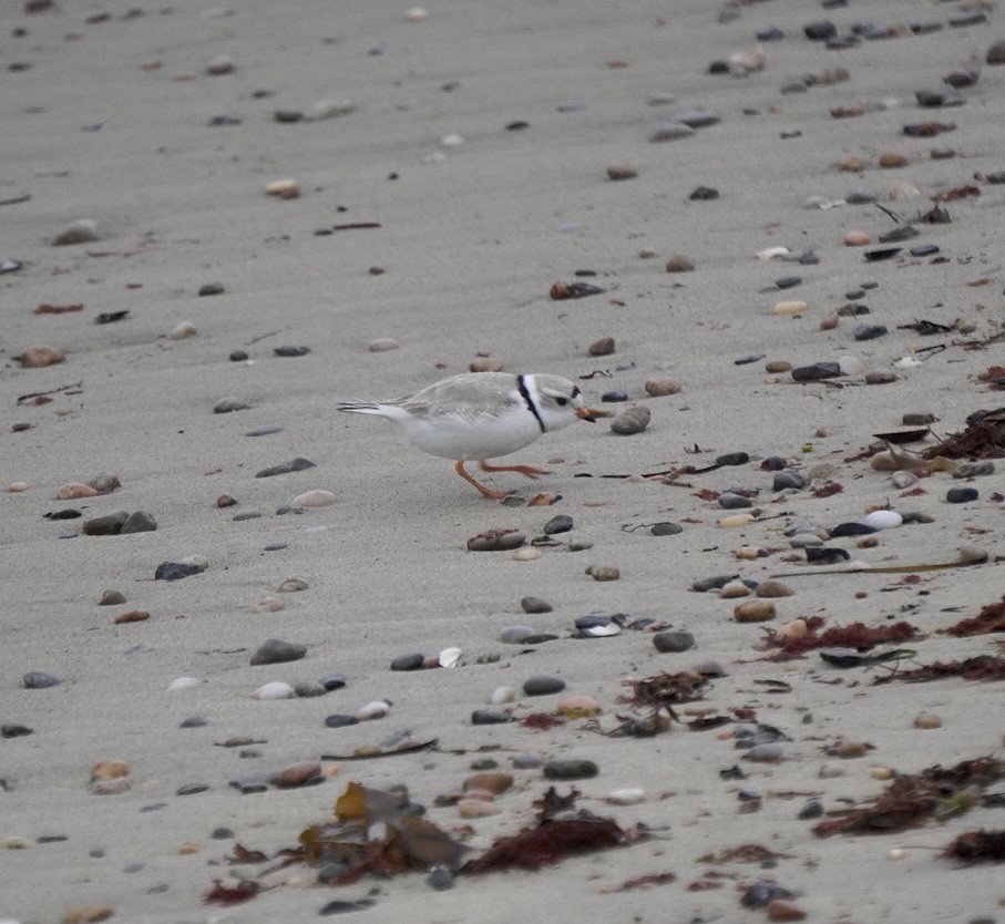 Piping Plover - ML617710173