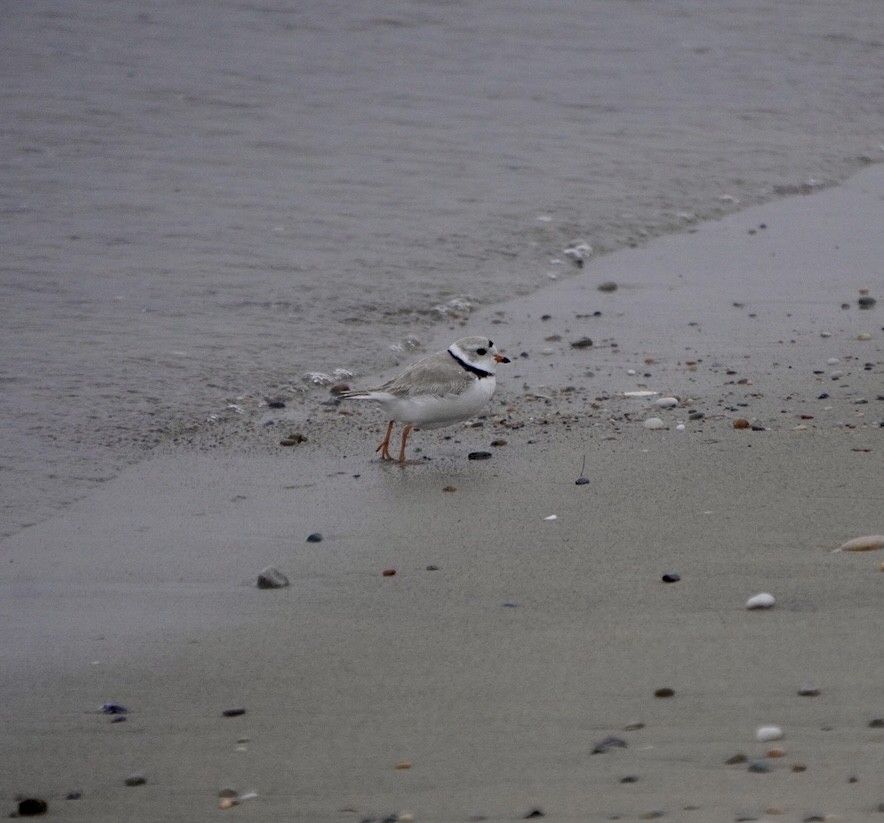 Piping Plover - ML617710175