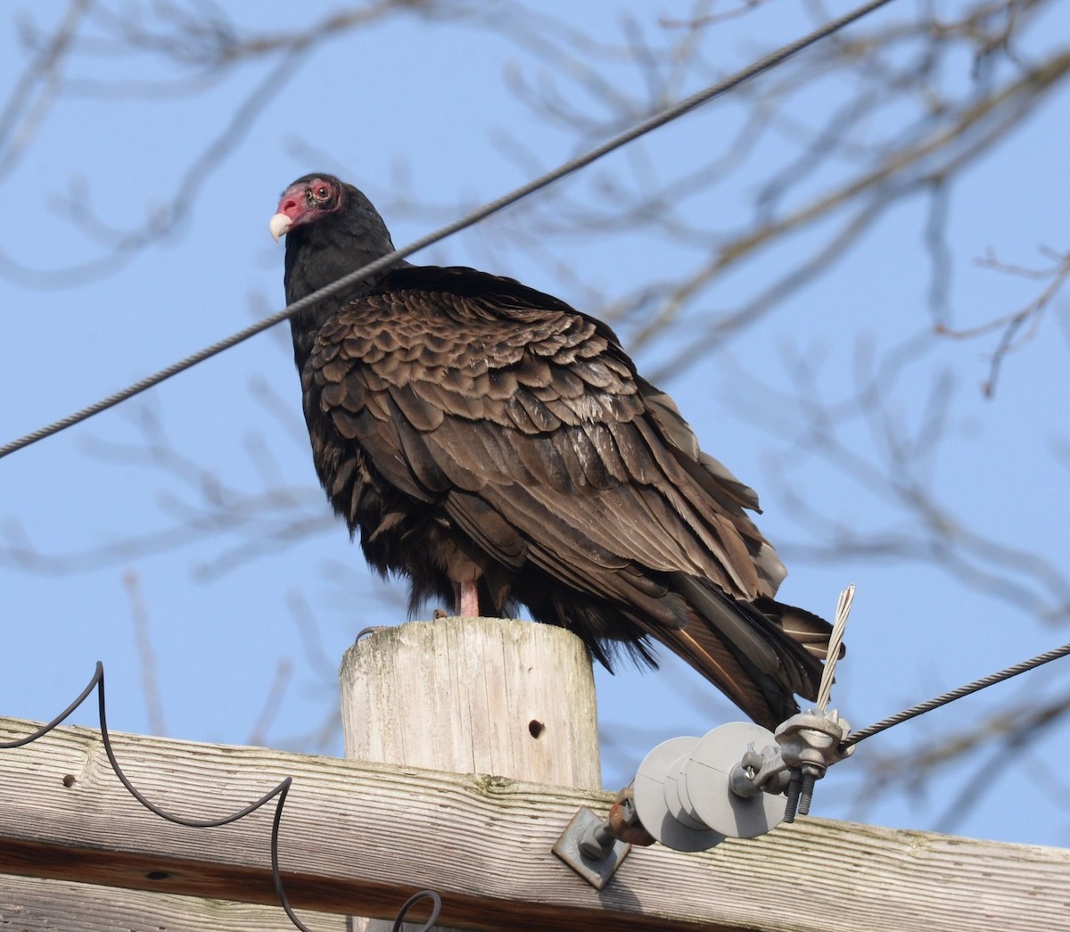 Turkey Vulture - ML617710195