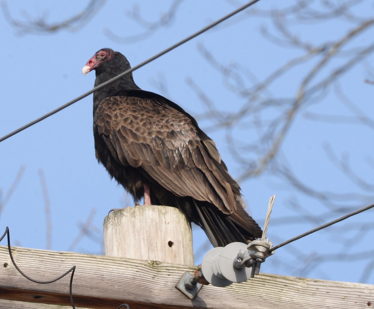 Turkey Vulture - ML617710202