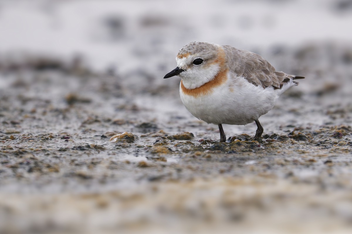Chestnut-banded Plover - Paul Maury