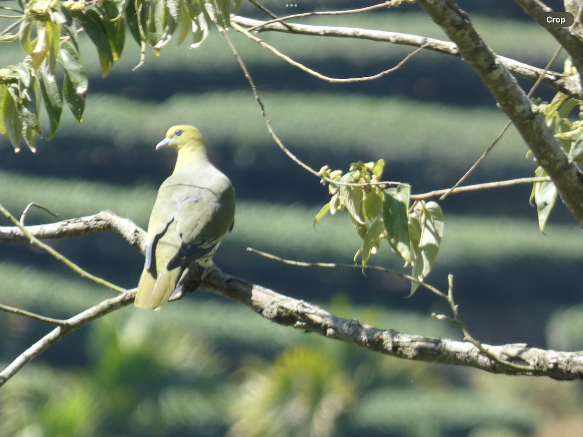 White-bellied Green-Pigeon - ML617710237