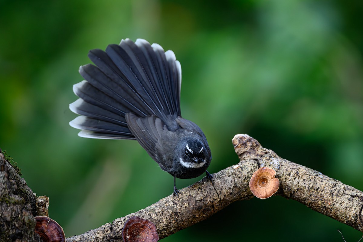 White-throated Fantail - ML617710251