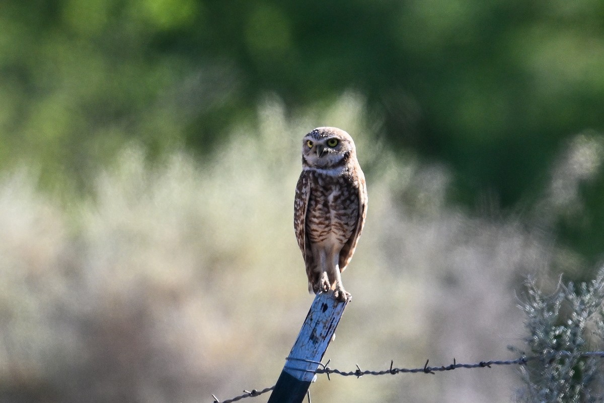Burrowing Owl - ML617710293