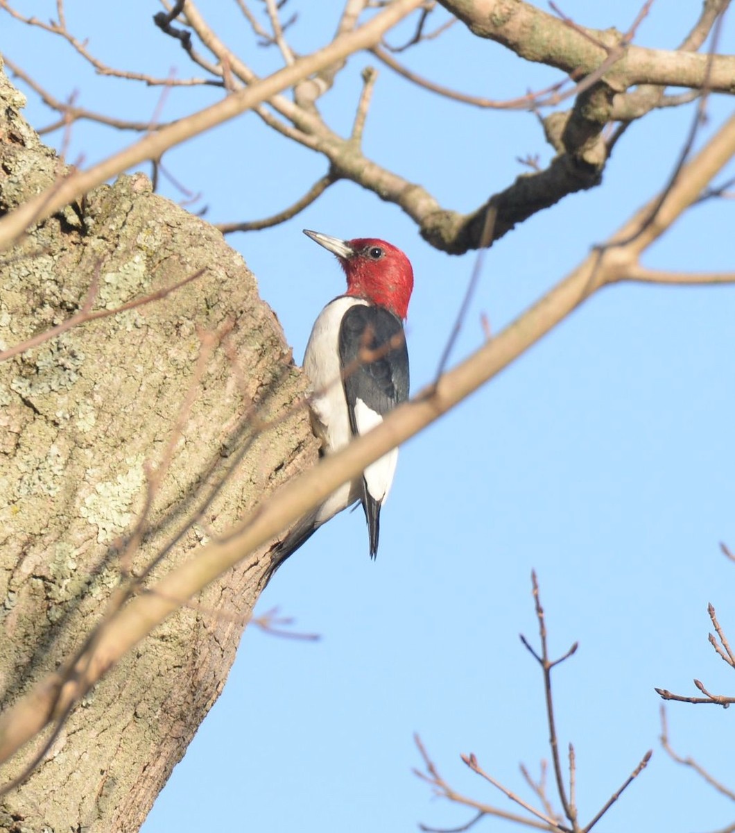 Red-headed Woodpecker - ML617710316