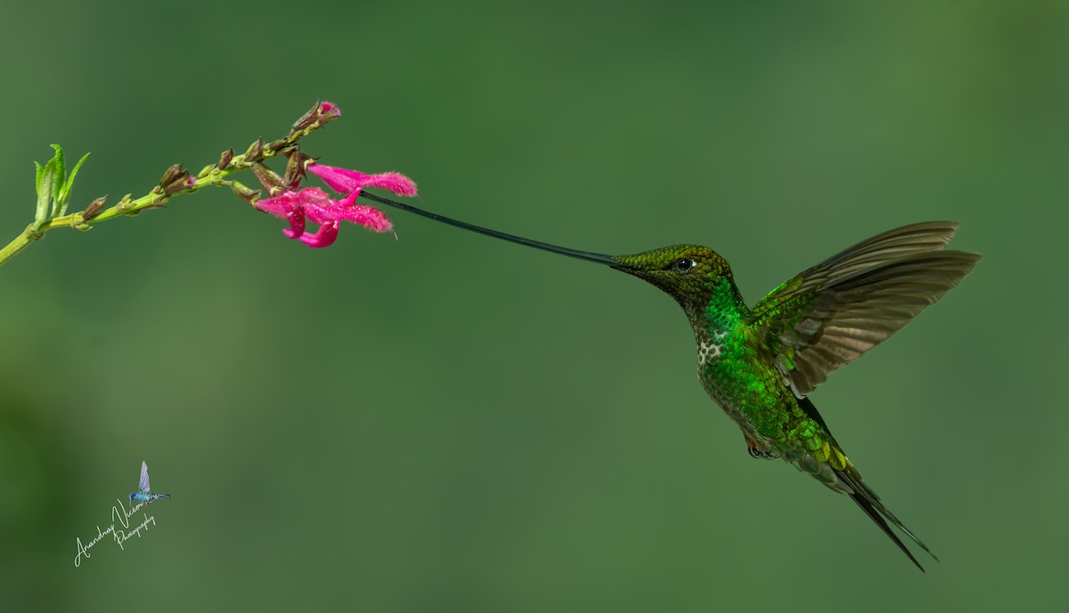 Sword-billed Hummingbird - ML617710423