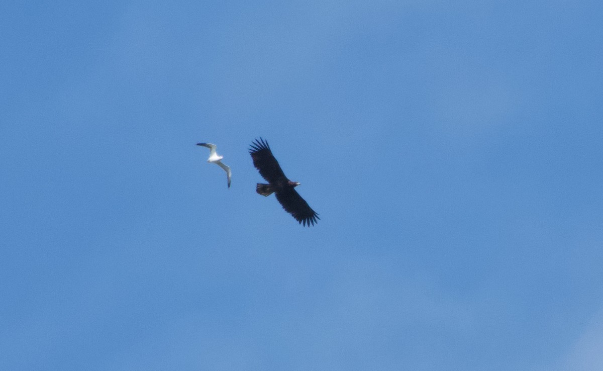 White-tailed Eagle - ML617710432