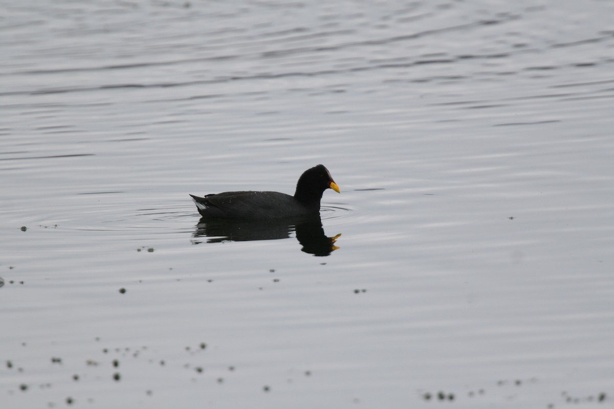 Red-fronted Coot - ML617710471