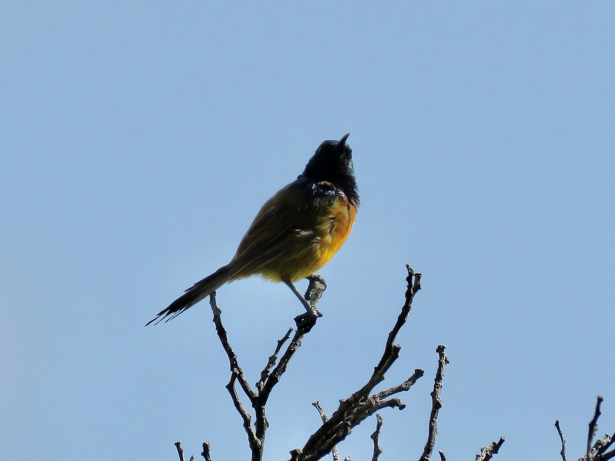 Orange-breasted Sunbird - Simon Pearce