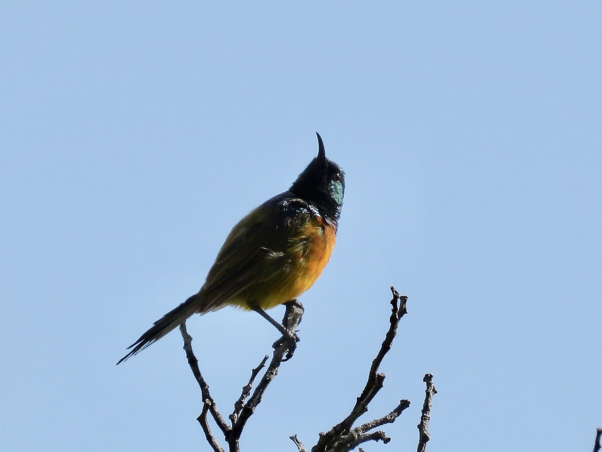 Orange-breasted Sunbird - ML617710481