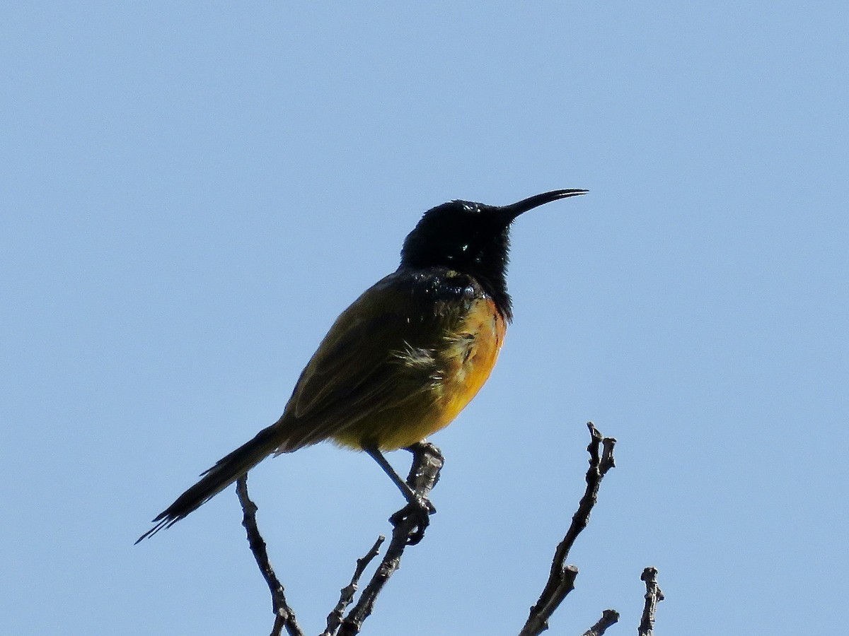 Orange-breasted Sunbird - ML617710482