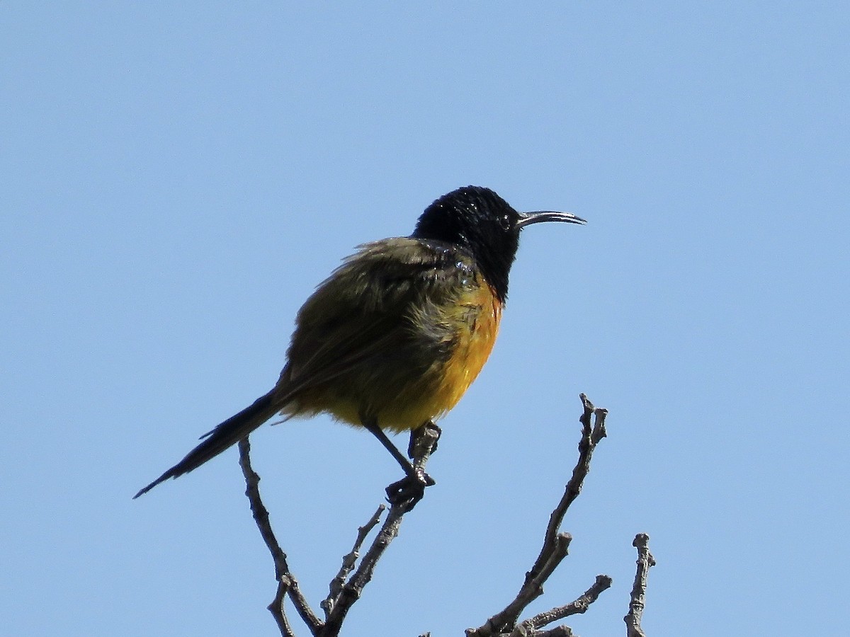 Orange-breasted Sunbird - ML617710484