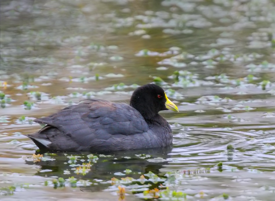 White-winged Coot - ML617710497
