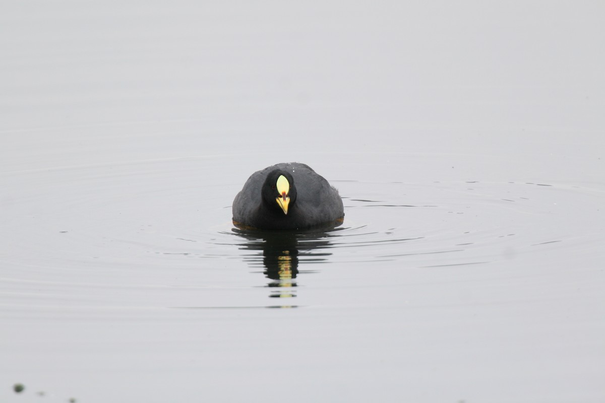 Red-gartered Coot - ML617710555