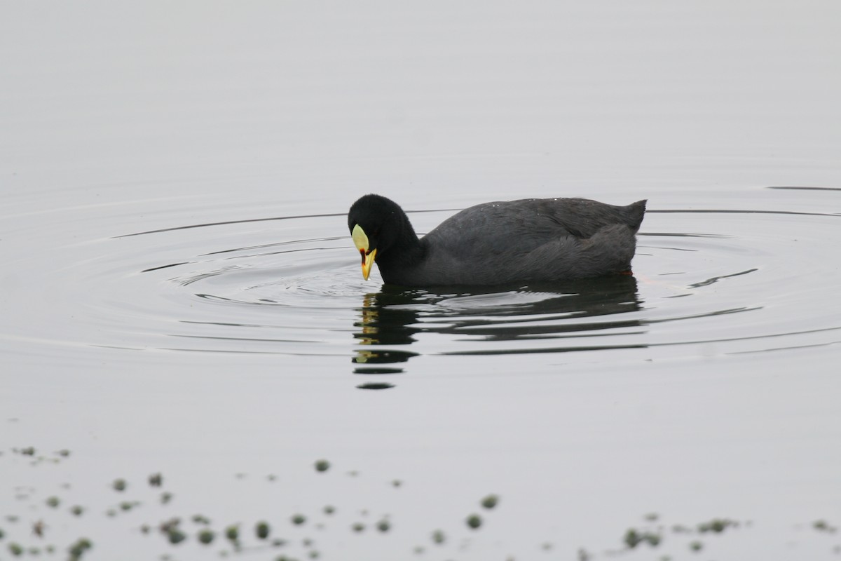 Red-gartered Coot - ML617710556