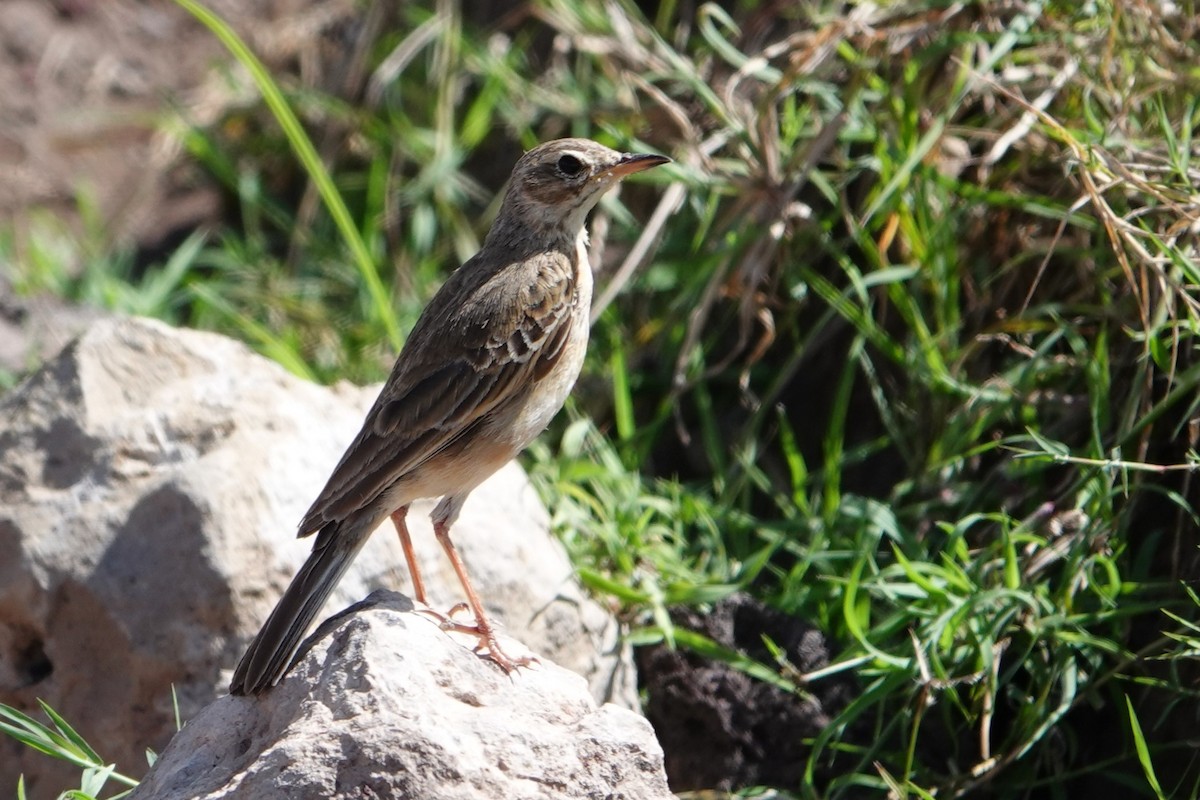 African Pipit - ML617710563