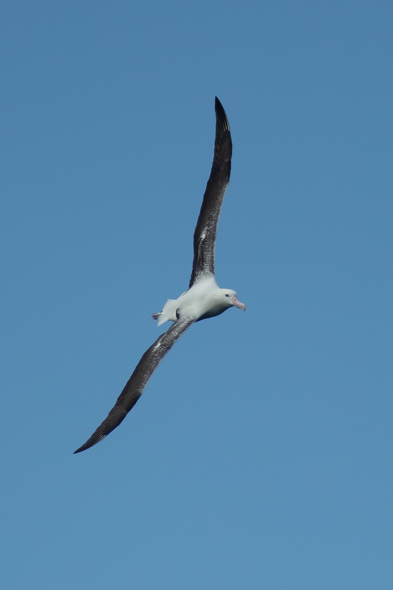 Southern Royal Albatross - ML617710575