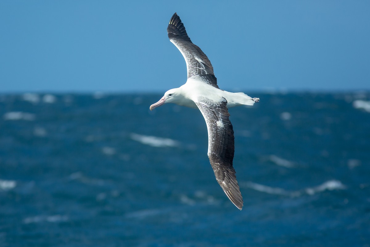 Southern Royal Albatross - Morten Lisse
